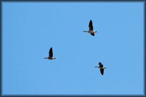 2010-04-11_KAUDEN_AVAJAISET_ (83).jpg