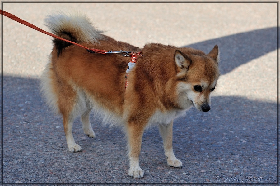 2013-05-02_Maastomestaruus (1).jpg