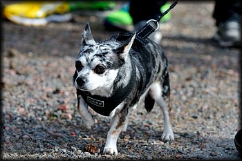 2014-03-30_Ulkokauden_avajaiset (51).jpg